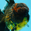 AAA Grade Godzilla Tiger Oranda Male 6.5 inches #022726OR_11