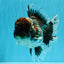 CHUBBY AAA Grade Godzilla Kirin Oranda Male 6.5 inches #050826OR_02