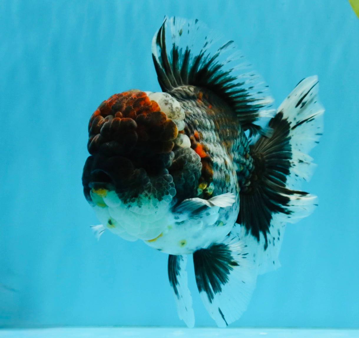 CHUBBY AAA Grade Godzilla Kirin Oranda Male 6.5 inches #050826OR_02