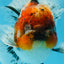 A Grade Calico Kirin Oranda Male 6-6.5 inches #121925OR_12