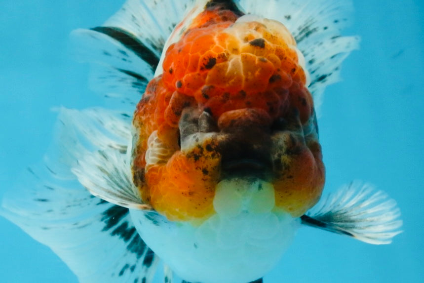 A Grade Calico Kirin Oranda Male 6-6.5 inches #121925OR_12