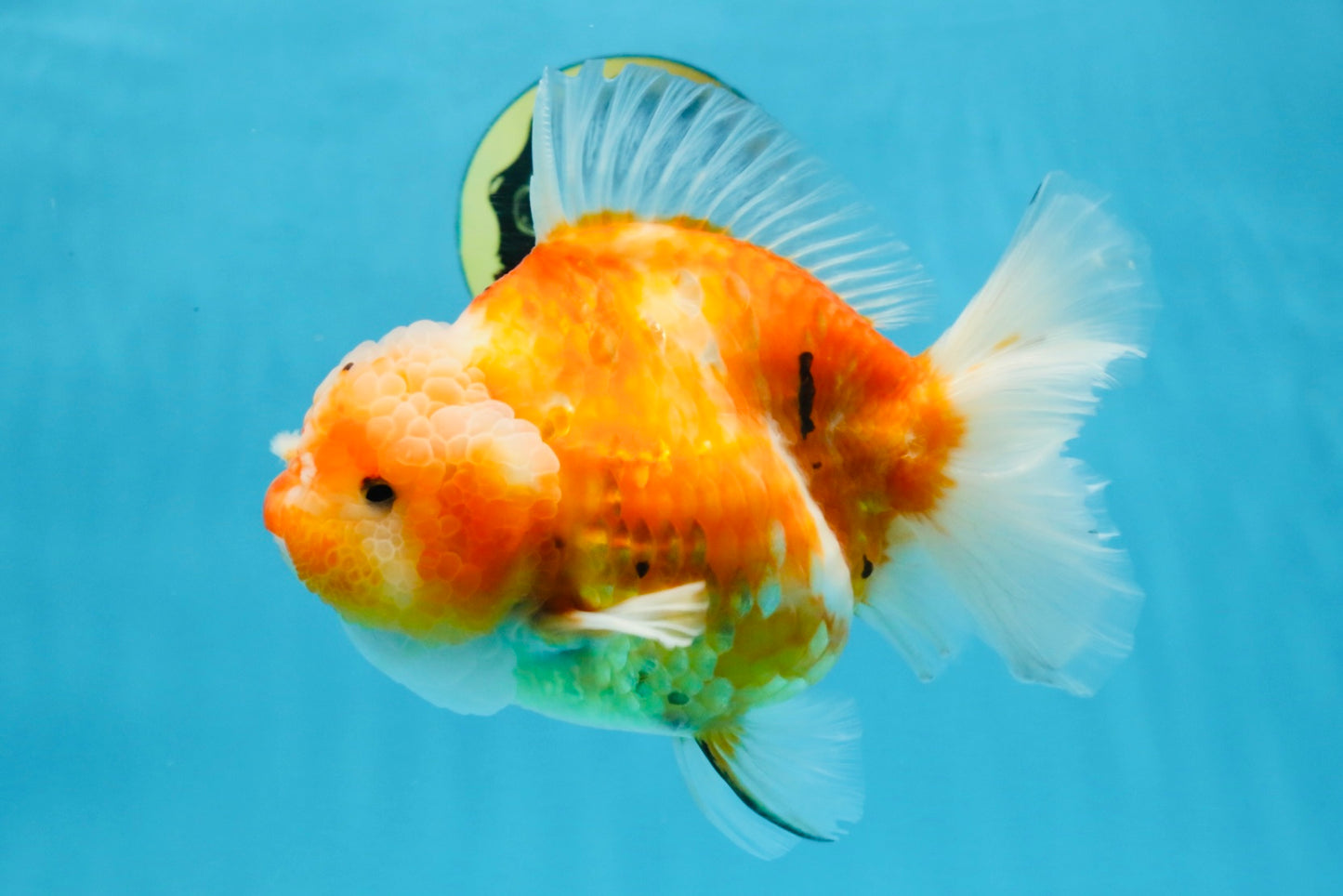 A Grade Sakura Yuanbao Female 6 inches #111425YB_02