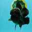 JUMBO AAA Grade Godzilla Black Oranda Male 6-6.5 inches #050826OR_01