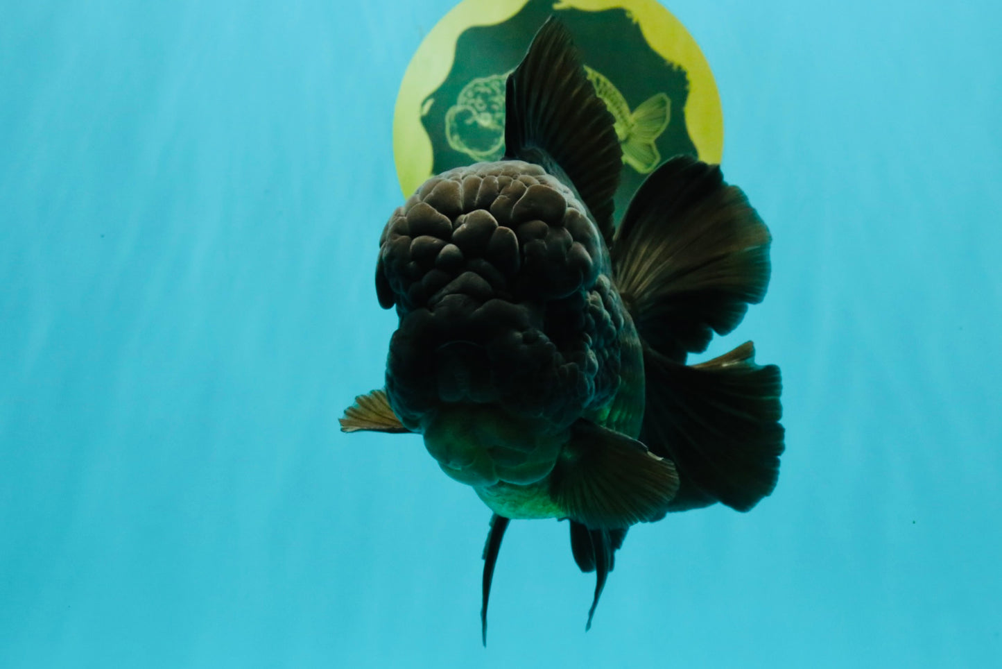JUMBO AAA Grade Godzilla Black Oranda Male 6-6.5 inches #050826OR_01