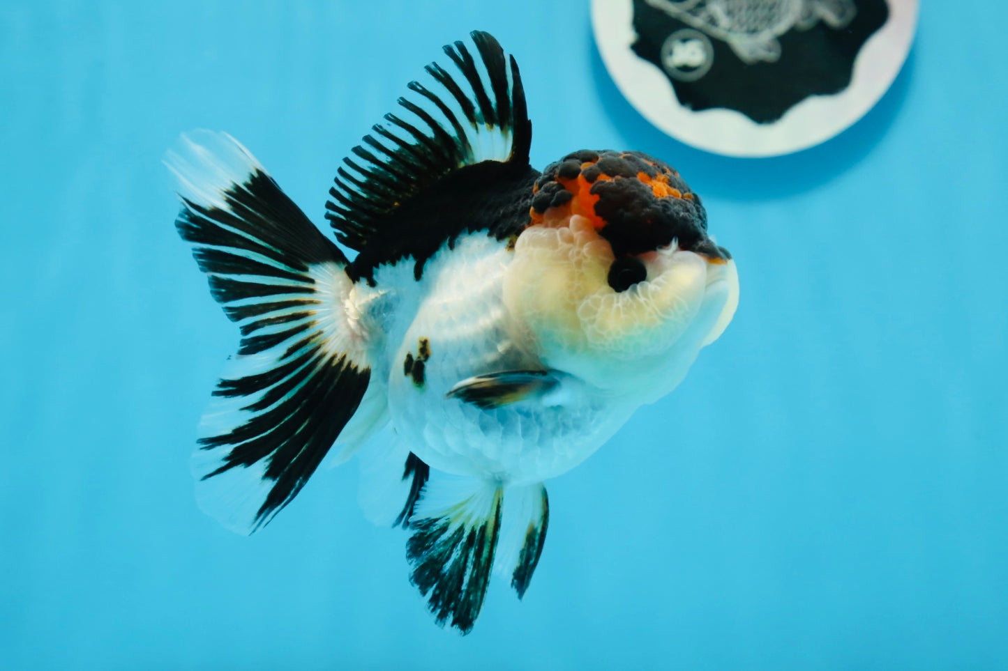 AAA Grade Tricolor Oranda Female 4.5 inches #0830OR_04