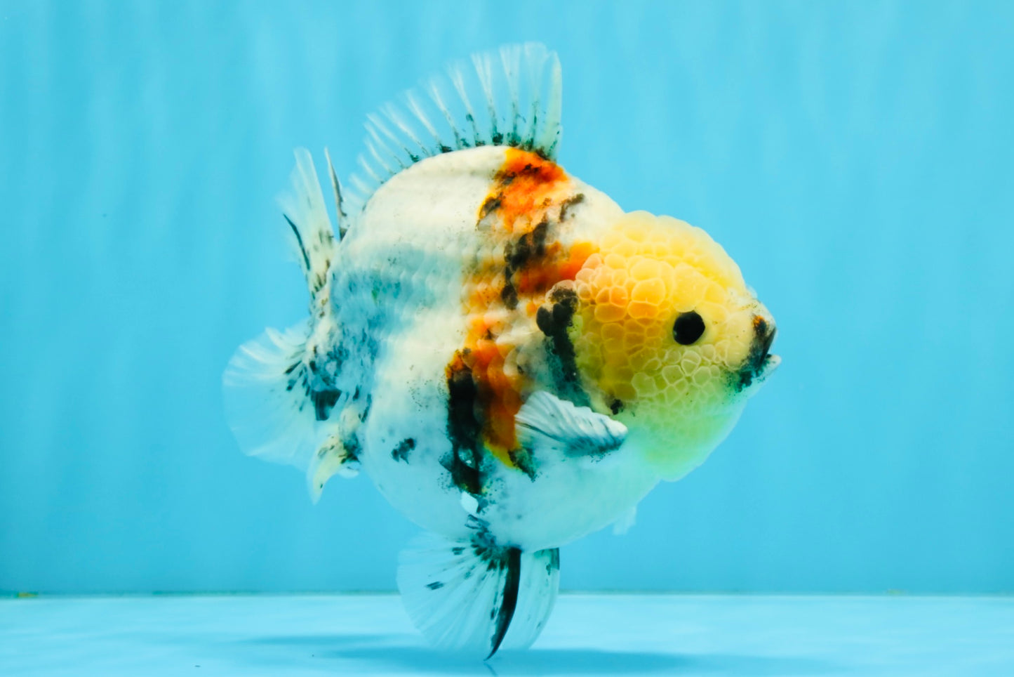 AAA Grade Marble Yuanbao Male 5.5-6 inches #041026YB_25