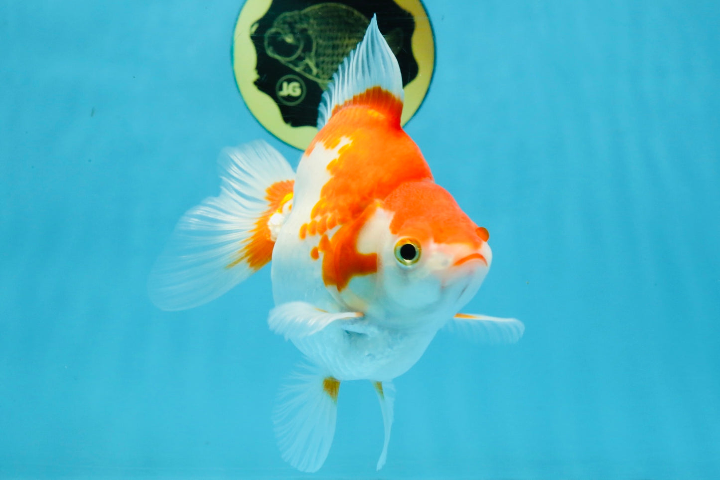 A Grade Red White Ryukin Female 5.5-6 inches #111425RK_06