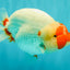 CHUBBY AAA Grade Super Hybrid Buffalo Red White  Ranchu Male 5.5 inches #100226RC_22