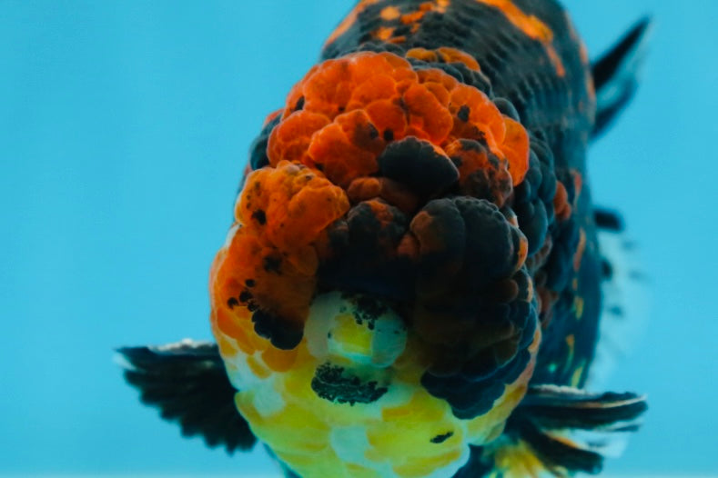 AAA Grade Tiger LionKing 5 inches #080825LC_23