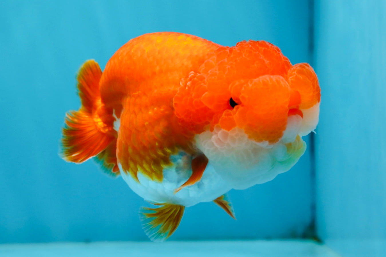 SUPER NUGGET A Grade Chubby Belly Red White LionQueen 4-4.5 inches #062025LC_11