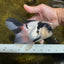 A Grade UNIQUE Panda Oranda Female 6-6.5 inches #091925OR_01