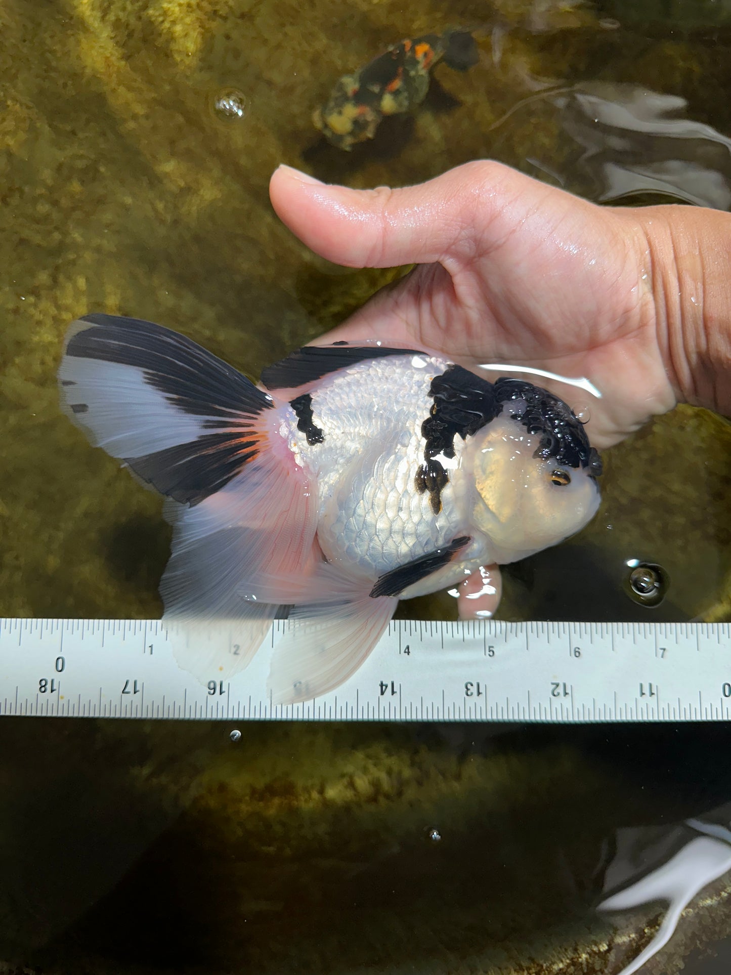 A Grade UNIQUE Panda Oranda Female 6-6.5 inches #091925OR_01