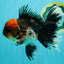 AAA Grade Red Head Kirin Oranda Male 6-6.5 inches #070326OR_27