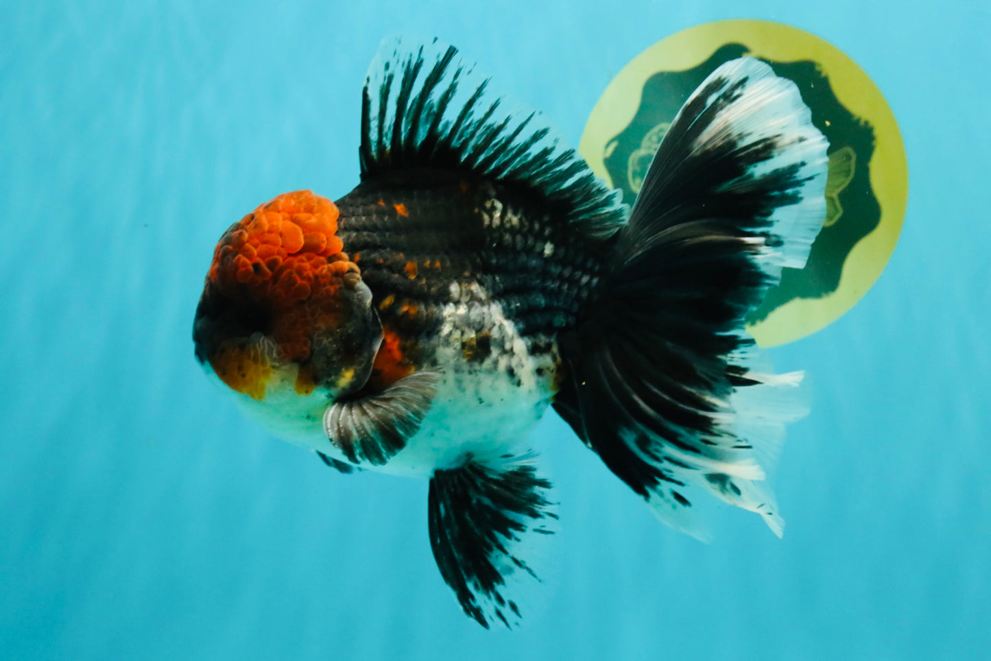 AAA Grade Red Head Kirin Oranda Male 6-6.5 inches #070326OR_27