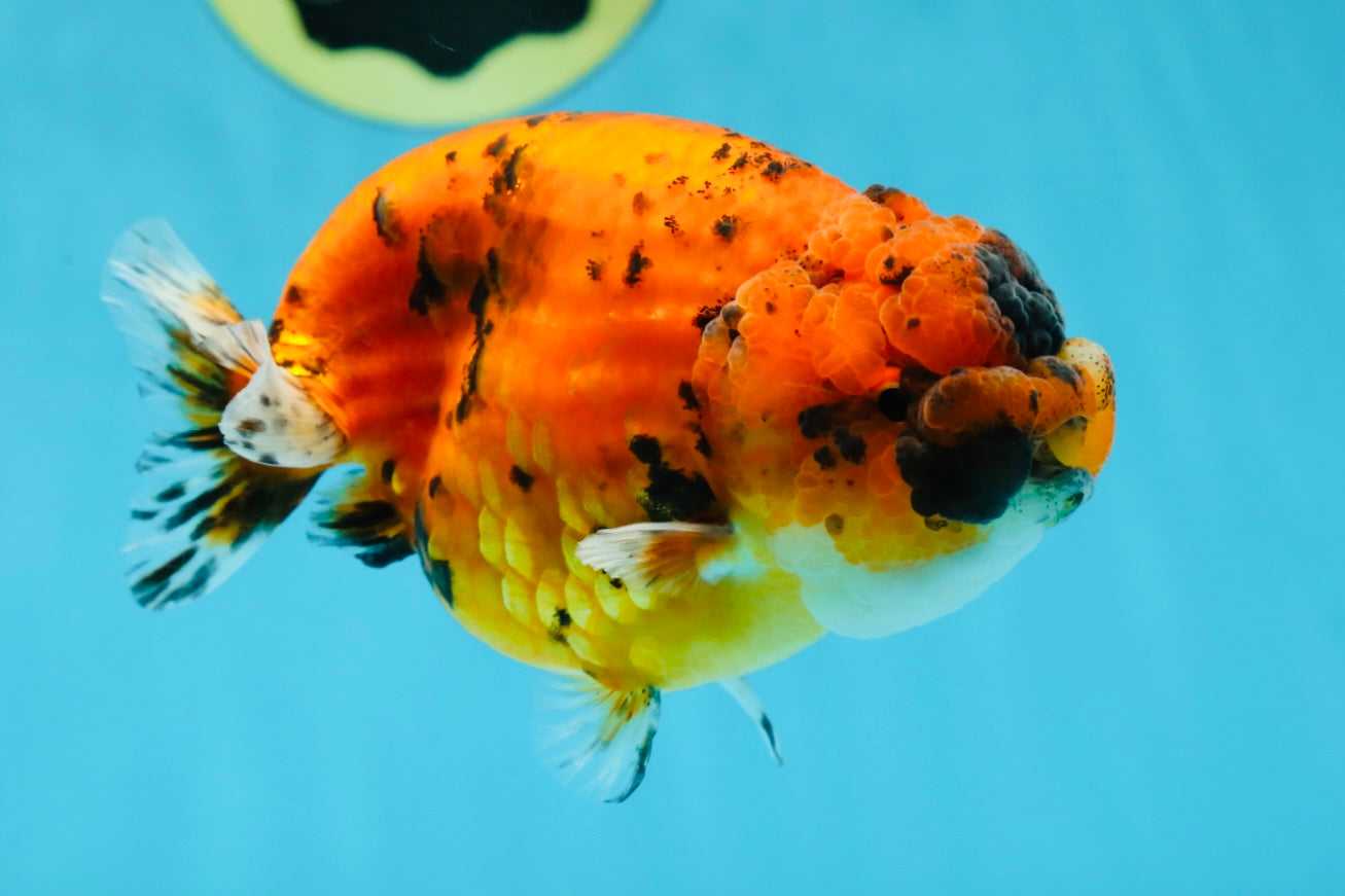 AAA Grade Tiger LionQueen 4.5 inches #051625LC_02