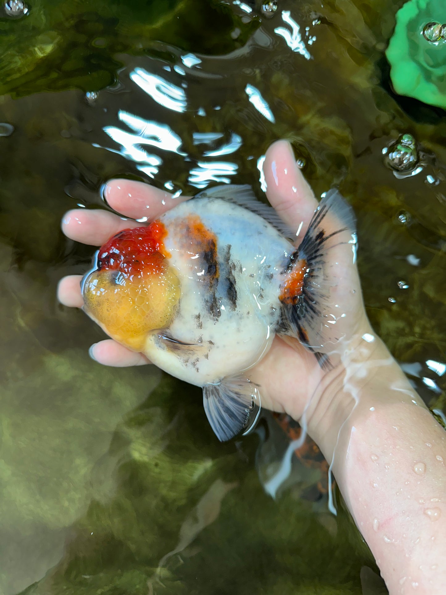 AAA Grade Godzilla Marble Yuanbao Female 5-5.5 inches #053025YB_01