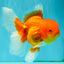 TOMATO A Grade Red White Oranda Female 6 inches #082826OR_17