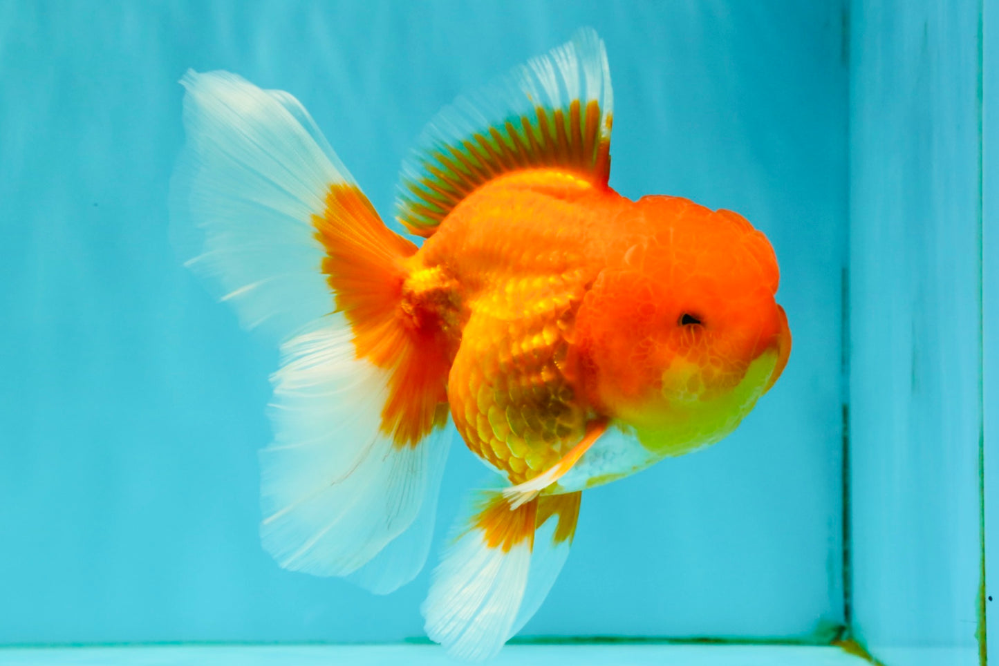 TOMATO A Grade Red White Oranda Female 6 inches #082826OR_17