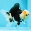 AAA Grade Bear Tricolor Oranda Male 4.5-5 inches #0503OR_13