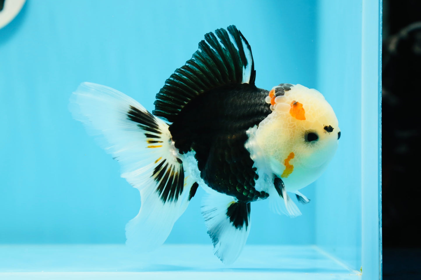 AAA Grade Bear Tricolor Oranda Male 4.5-5 inches #0503OR_13