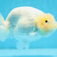 A Grade Lemonhead LionQueen 4.5 inches #0825LC_01