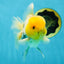 A Grade Lemonhead Oranda Male 5  inches #050925OR_43