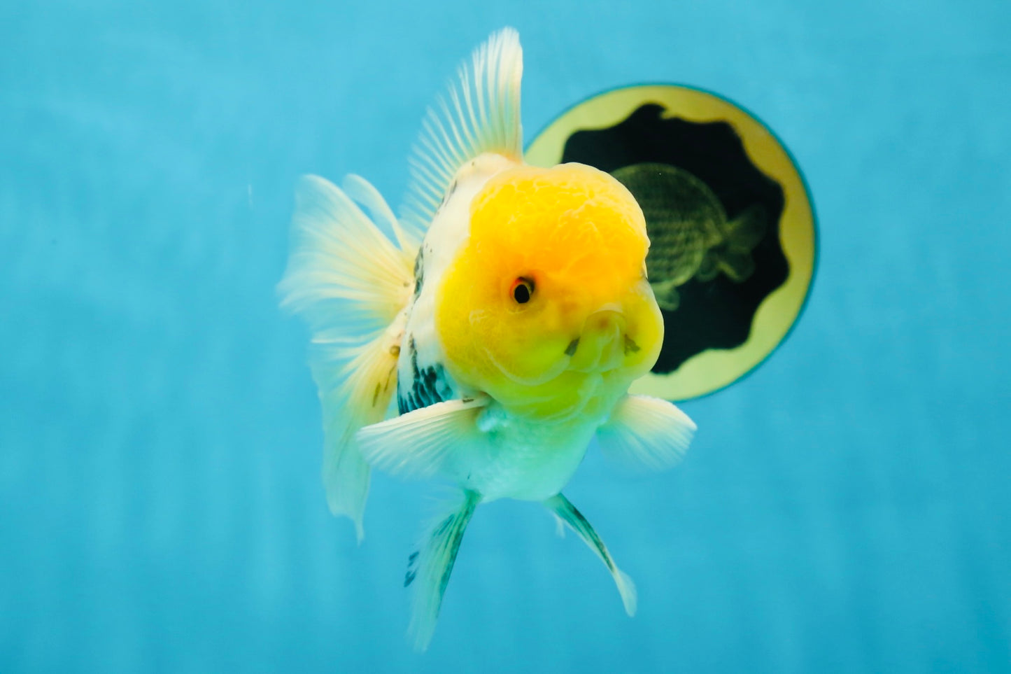 A Grade Lemonhead Oranda Male 5  inches #050925OR_43