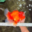 BIG WEN AAA Grade Red White Oranda Male 7.5-8 inches #070326OR_03