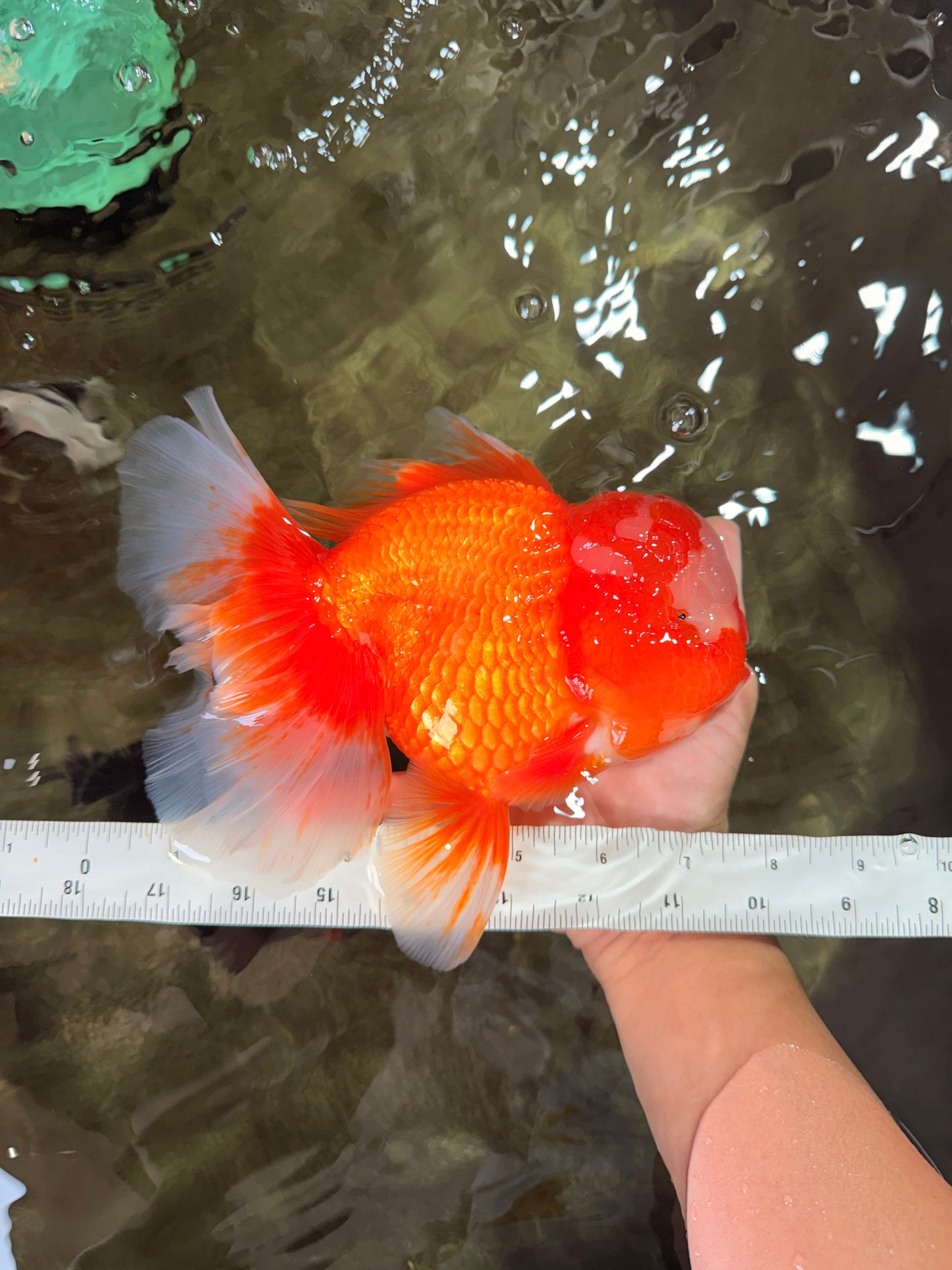 BIG WEN AAA Grade Red White Oranda Male 7.5-8 inches #070326OR_03