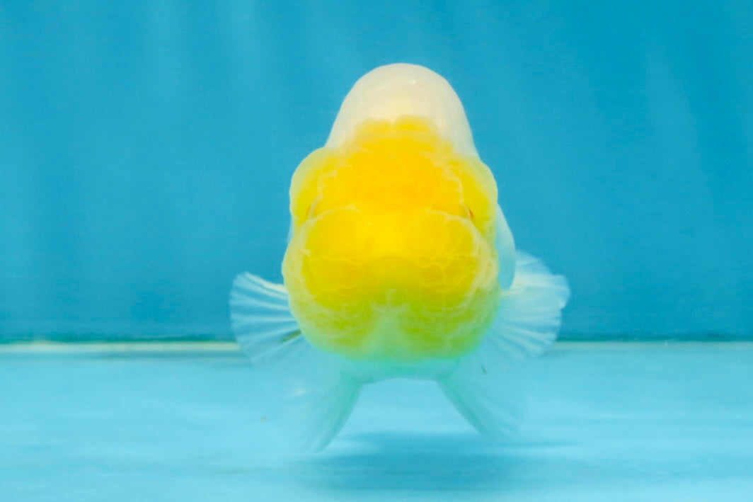 White Lionchu Female 3.5-4 inches #121225LC_14