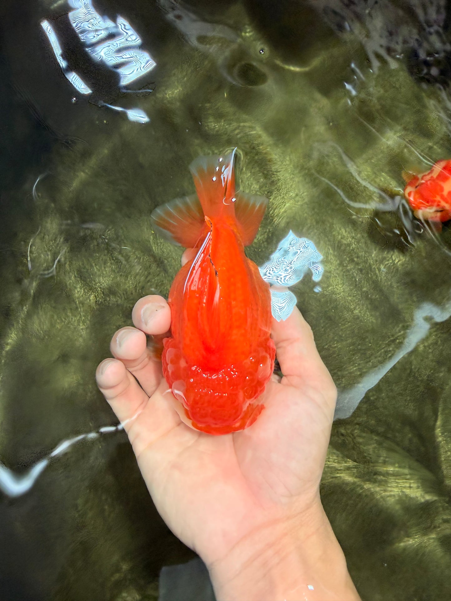 SUPER CUTE A Grade Red White Yuanbao Female 5-5.5 inches #071026YB_20