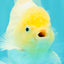 A Grade Strong Body Structure White Oranda Male 5.5-6 inches #062626OR_24
