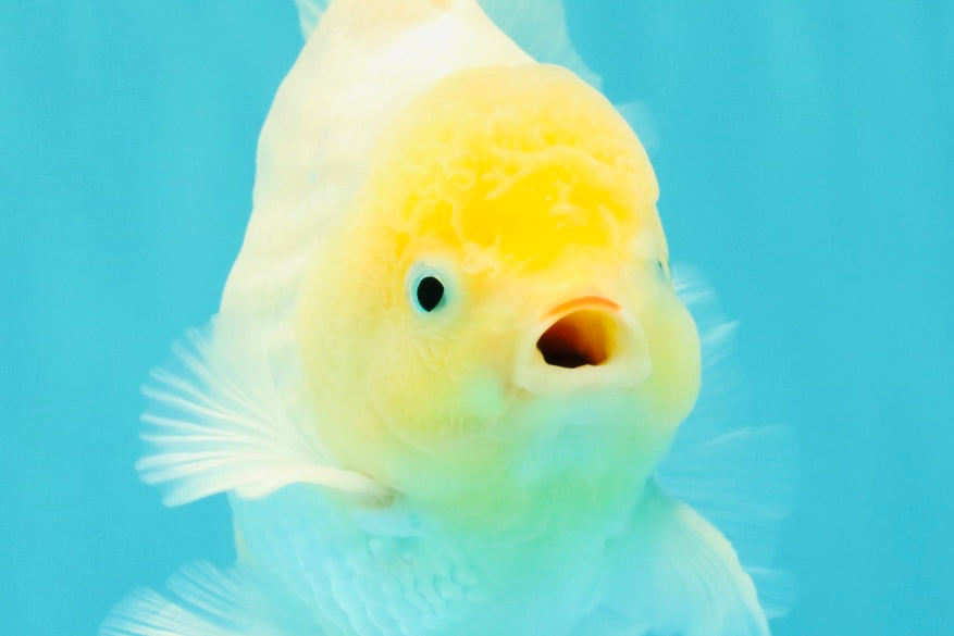 A Grade Strong Body Structure White Oranda Male 5.5-6 inches #062626OR_24