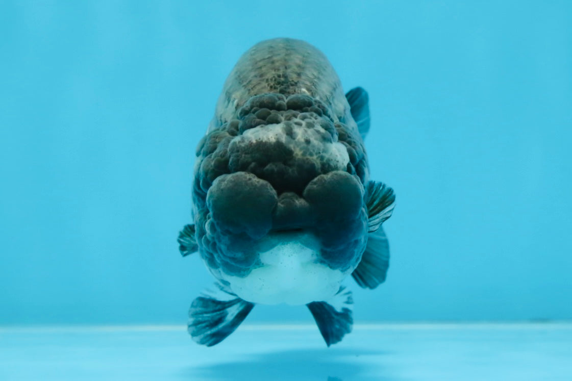 AAA Grade CHONKY Blue LionQueen 4.5 inches #100325LC_10