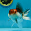 Tricolor Oranda Male 4.5-5 inches #121324OR_21