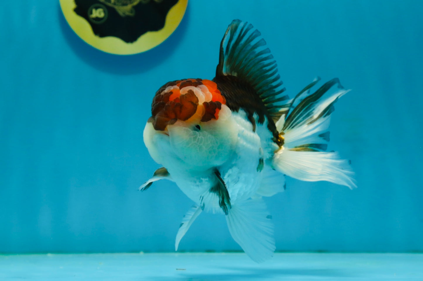 Tricolor Oranda Male 4.5-5 inches #121324OR_21