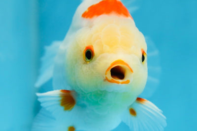 A Grade SUPER CUTE Red White Yuanbao Male 5 inches #090525YB_06