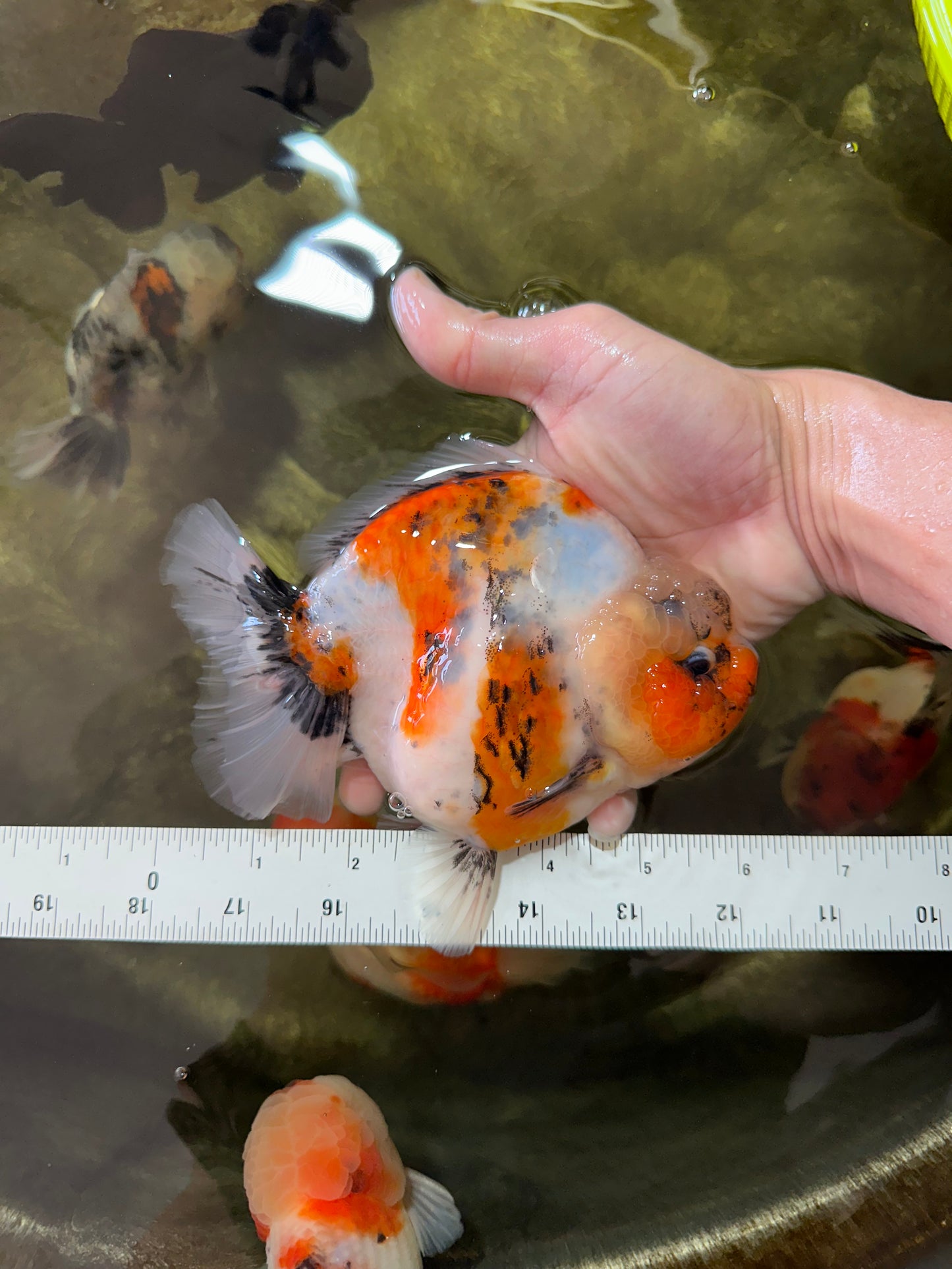 AAA Grade Big Body Godzilla Ink Calico Yuanbao Female 6 inches #051625YB_12