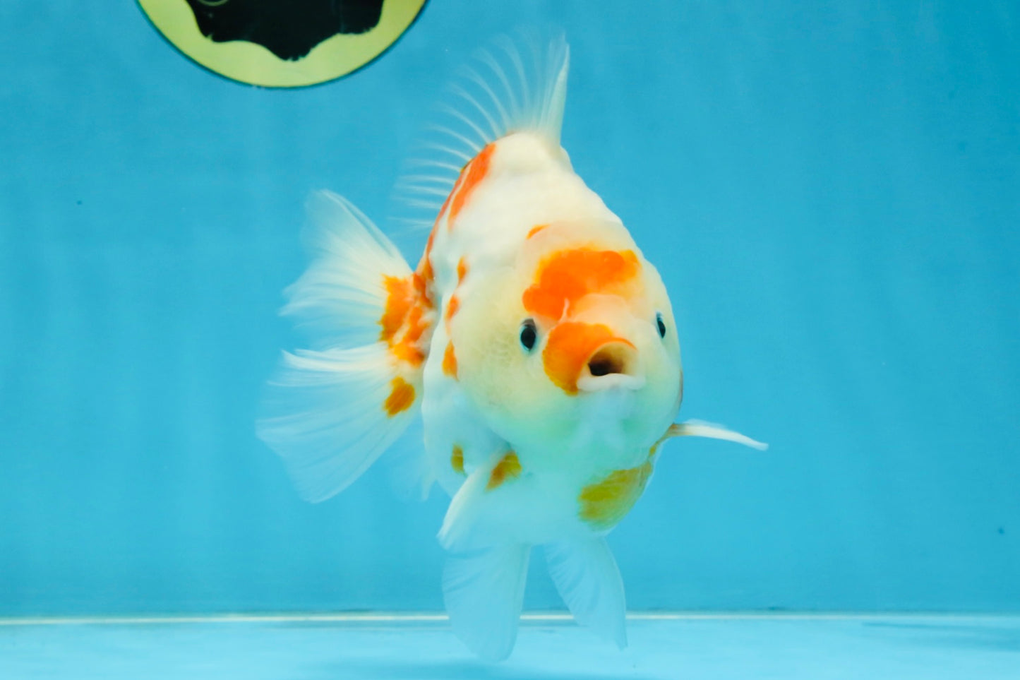 AAA Grade Godzilla Sakura Yuanbao Male 5-5.5 inches #112825YB_18