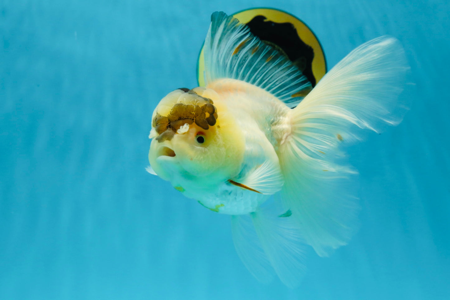 A Grade Unique Tricolor Oranda Female 6 inches #050225OR_03