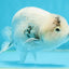 Blue Base Ocean Marble Ranchu Male 5 inches #011025RC_05