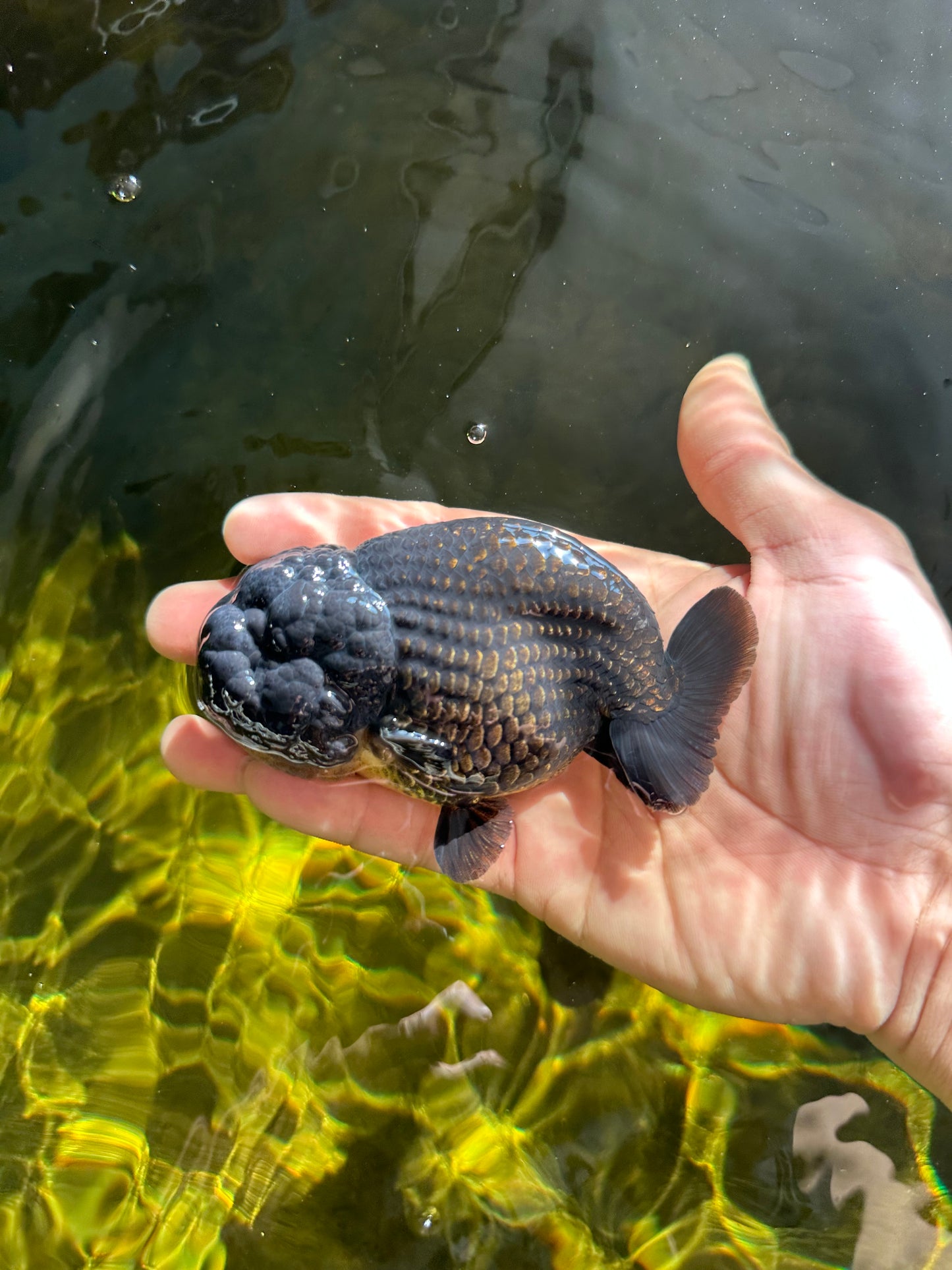 A Grade Black LionKing 4-4.5 inches #050925LC_13