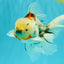 Calico Oranda Male 6.5 inches #090426OR_02