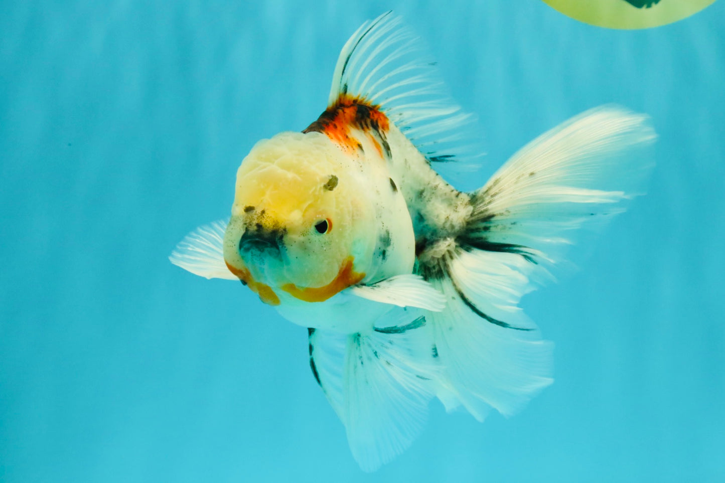 Calico Oranda Male 6.5 inches #090426OR_02
