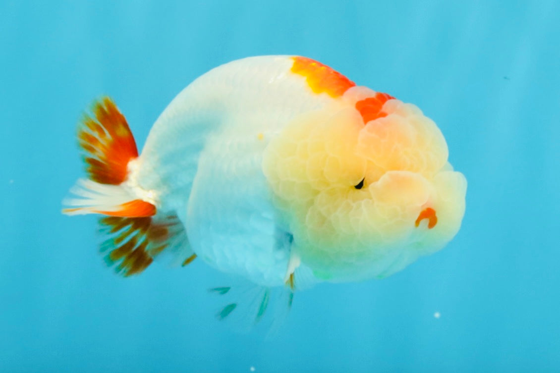 LIPSTICK AAA Grade Red White LionQueen 4.5 inches #032726LC_16