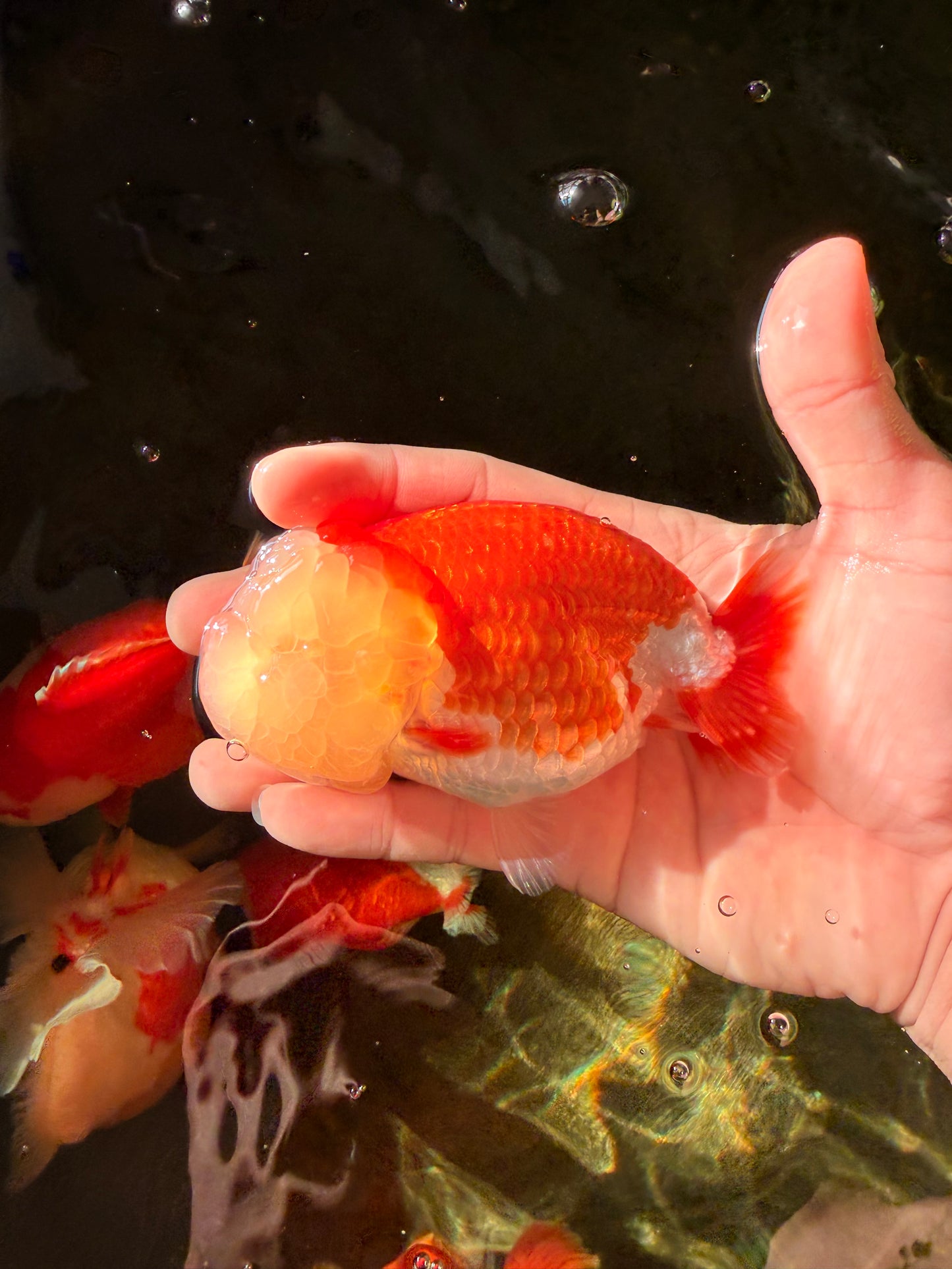 A Grade Red White LionQueen 4.5 inches #030626LC_03