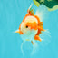 AAA Grade Red White Oranda Male 5 inches #061926OR_23