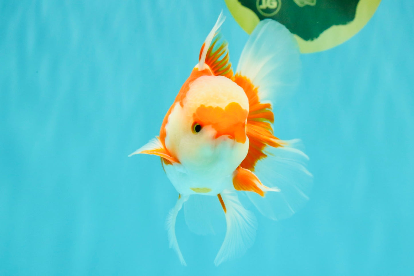 AAA Grade Red White Oranda Male 5 inches #061926OR_23