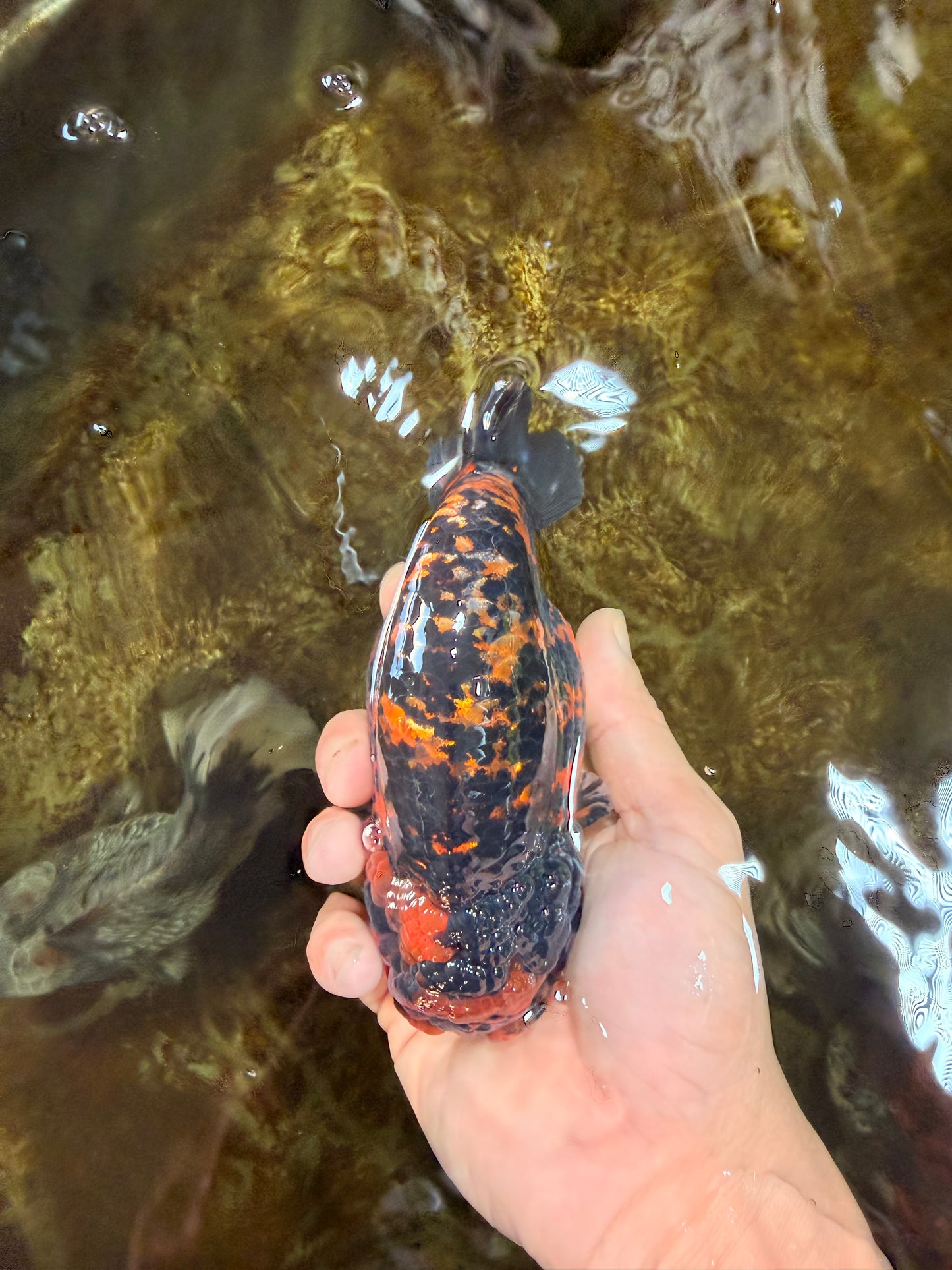 A Grade Tiger Strong Body Structure LionKing 5.5 inches #101725LC_22