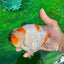 A Grade Chonky Egg Shape Tricolor Sakura Ranchu 5.5 inches #0531RC_04